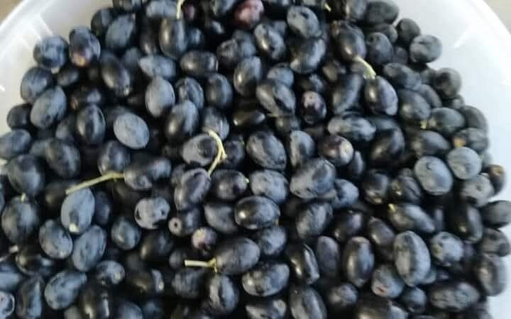 COMO CONSERVAR AZEITONAS PRETAS (GALEGAS) À MODA ANTIGA